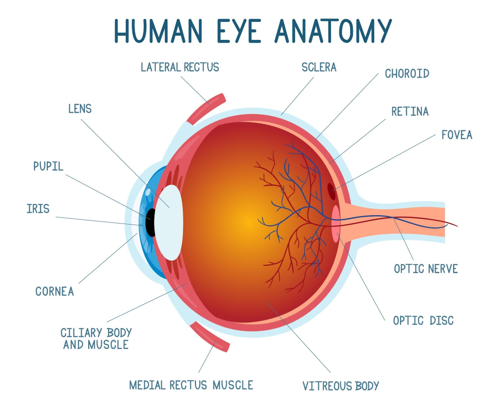 How to Identify Eye Inflammation Symptoms and Get Quick Relief